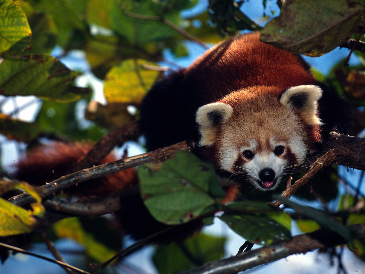 Roter Panda in Indien © Gerald S. Cubitt / WWF