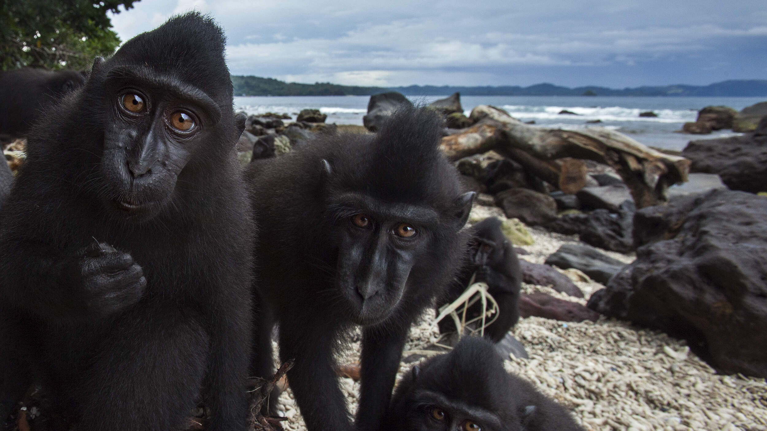 Schopfmakaken in der Kamerafalle in Indonesien © Anup Shah / nature picture library / WWF