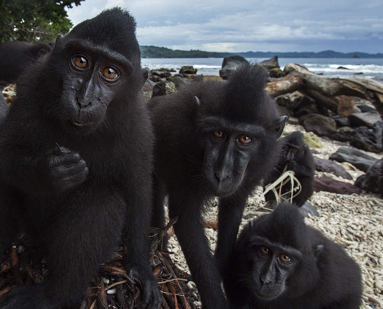 Schopfmakaken in der Kamerafalle in Indonesien © Anup Shah / nature picture library / WWF