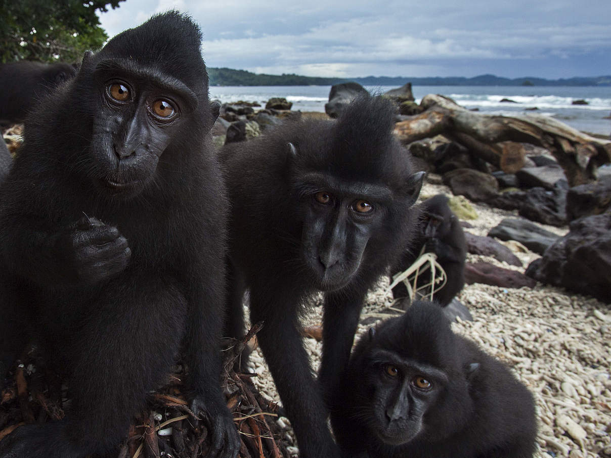 Schopfmakaken in der Kamerafalle in Indonesien © Anup Shah / nature picture library / WWF