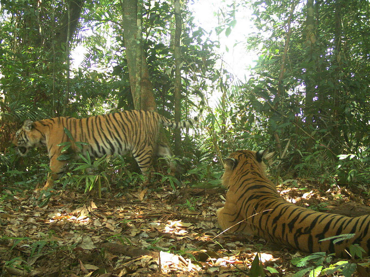 Tiger in der Kamerafalle im Nationalpark Belum-Temengor © WWF-Malaysia