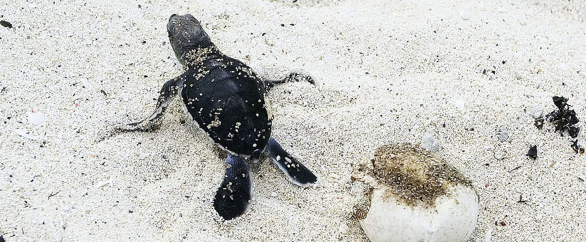 Ausgeschlüpfte grüne Meeresschildkröte © Roger Leguen / WWF
