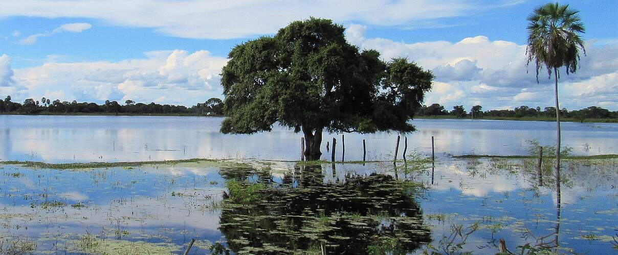 Die Landschaft des Cerrado in Brasilien