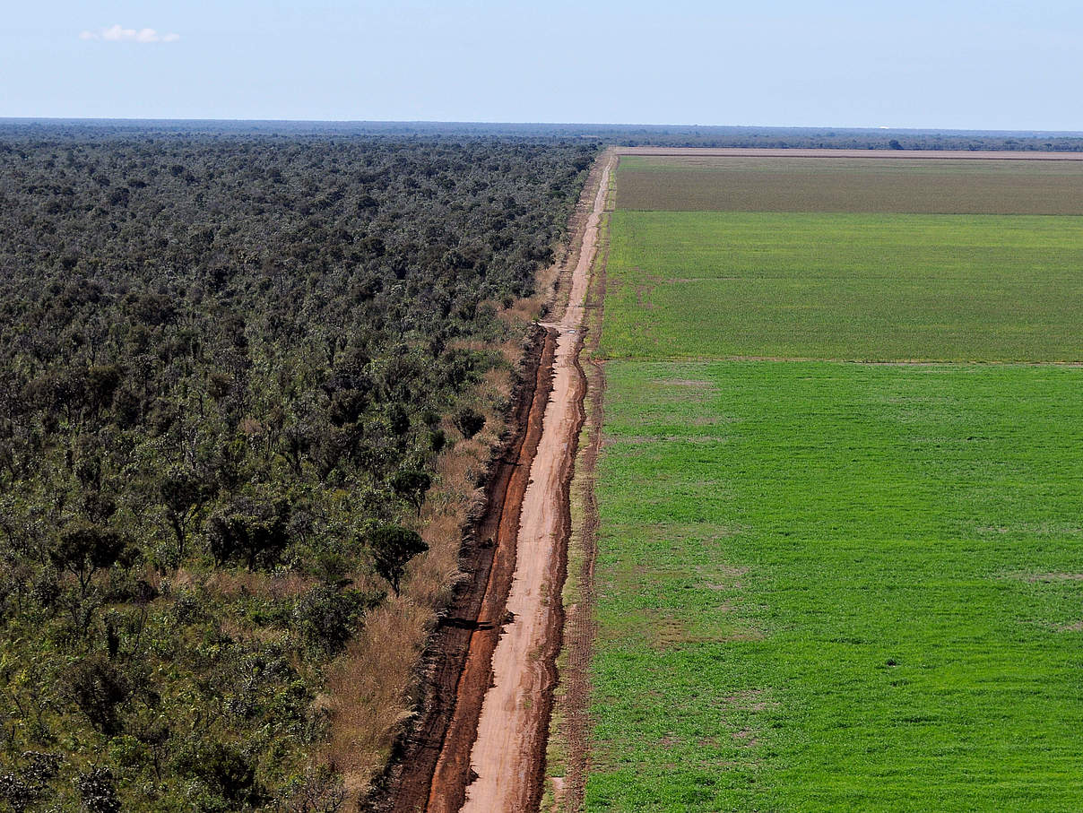 Eine Straße trennt Regenwald von einem Sojafeld im Cerrado, Brasilien © Adriano Gambarini / WWF-Brazil