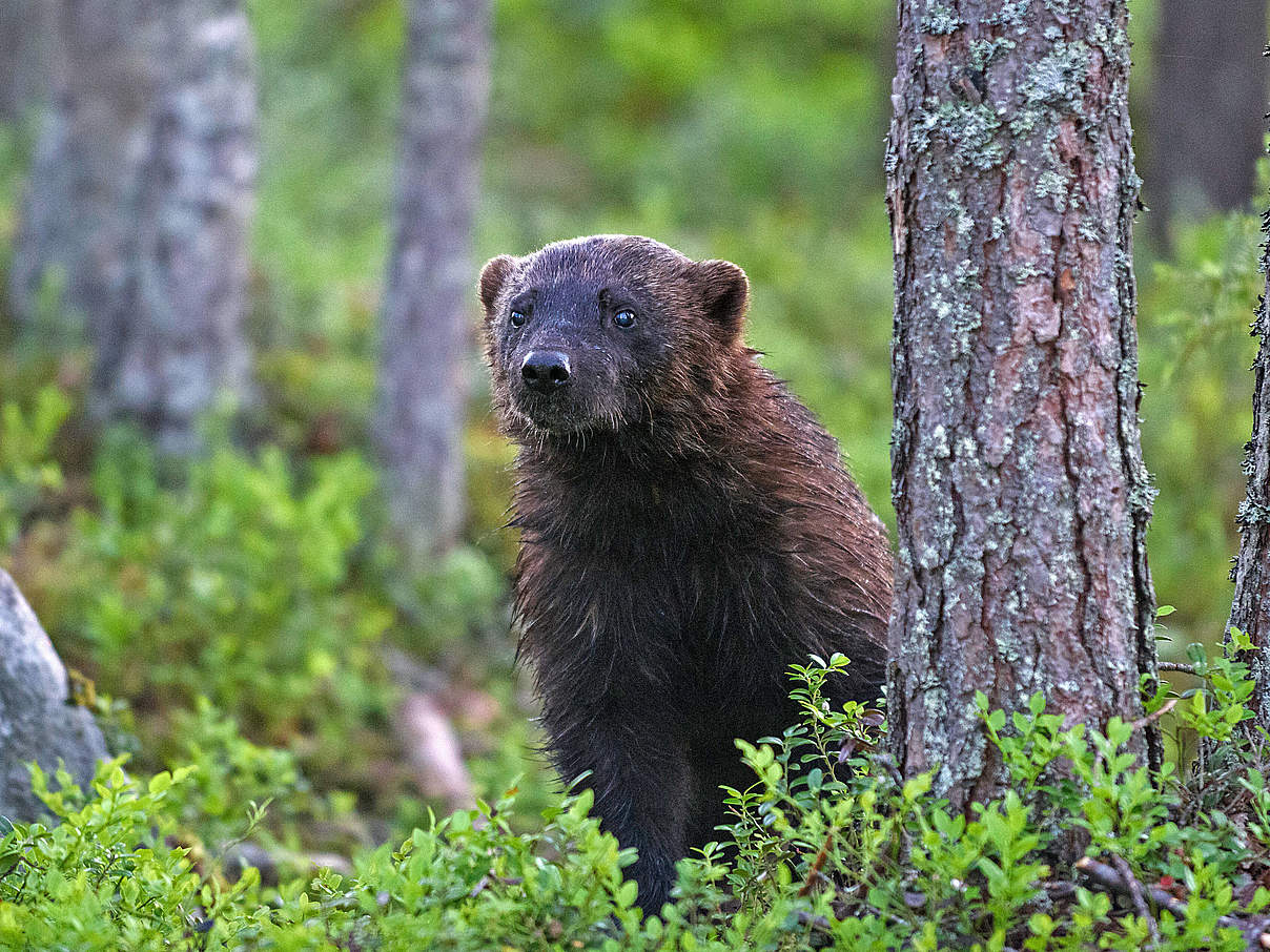 Der Vielfraß ist ein Raubtier aus der Familie der Marder und lebt in borealen Wäldern. © imago images / McPHOTO