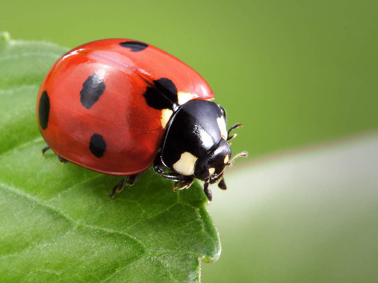 Marienkäfer © ThinkstockPhotos