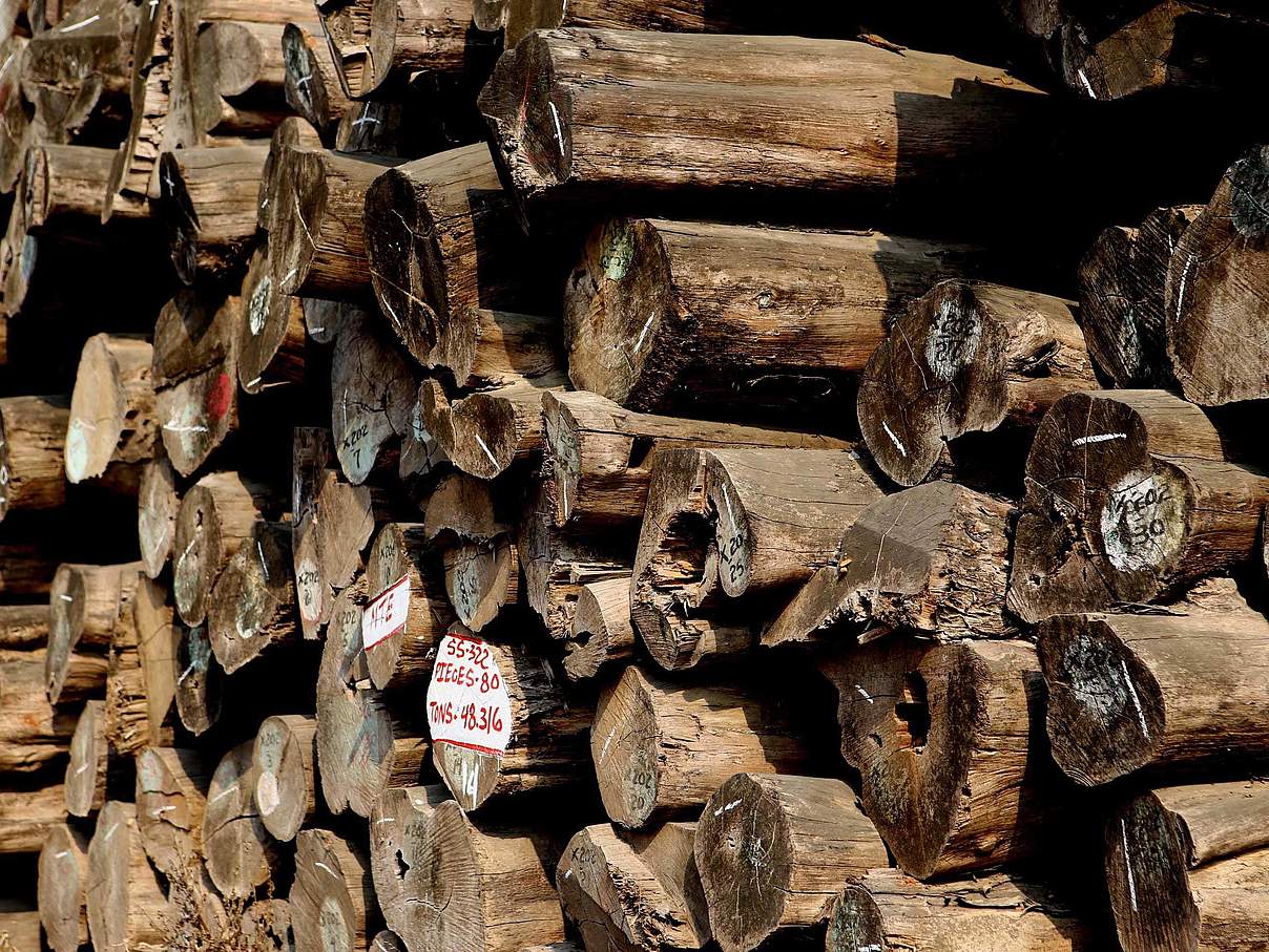 Geschlagenes Teak Holz in Myanmar © imago / xinhua