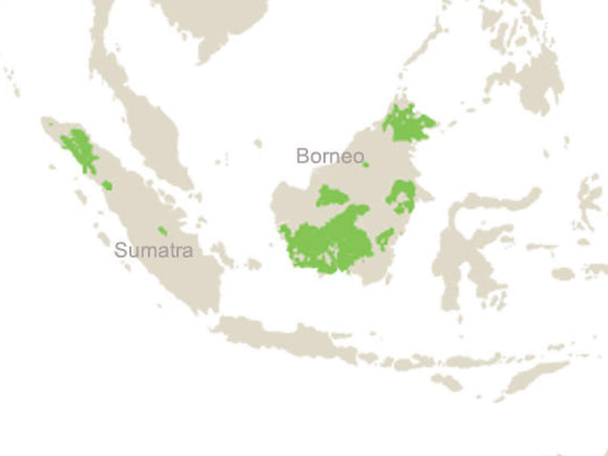 Karte Südostasiens: Hier leben Orang-Utans