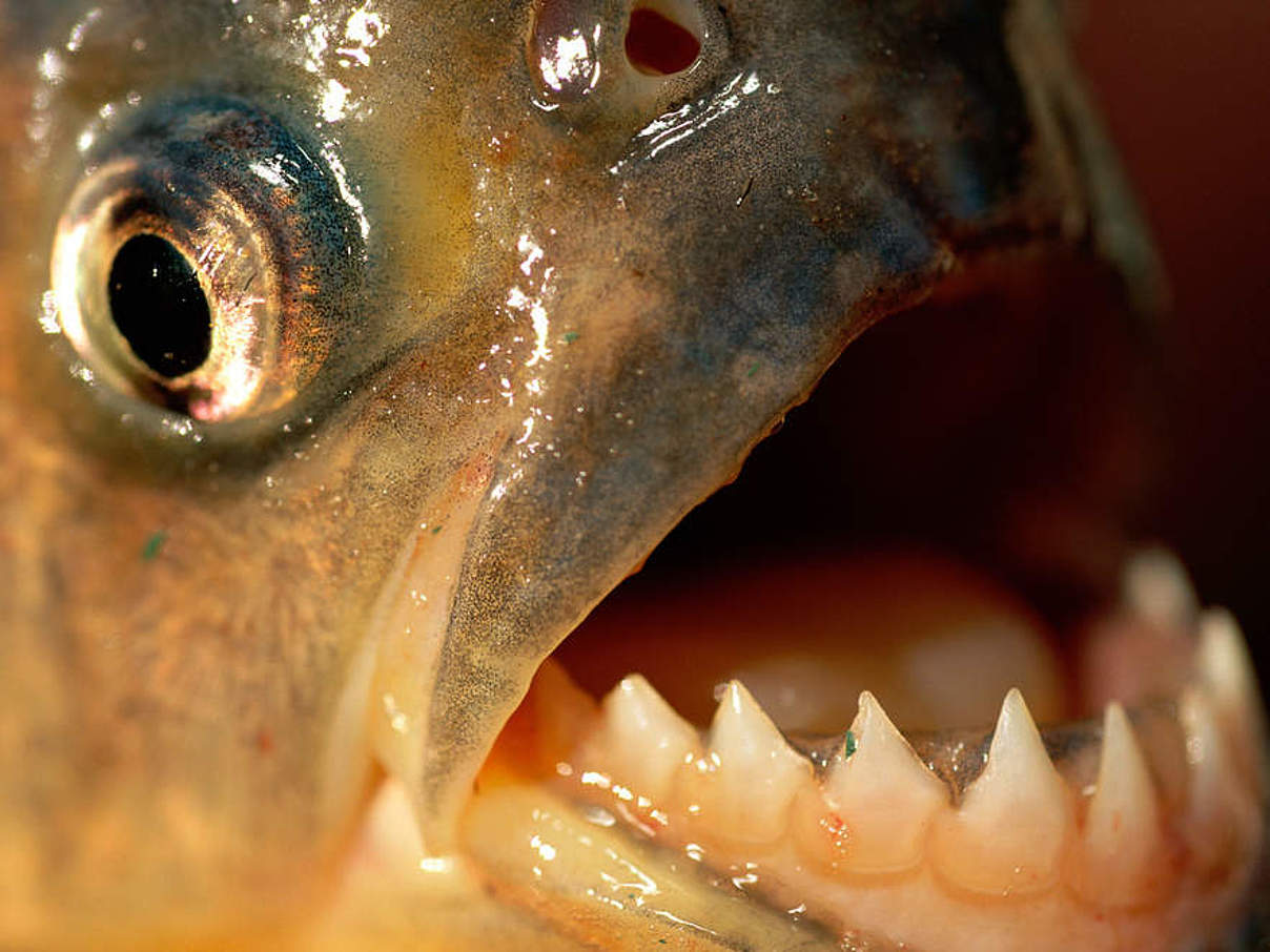 Piranha © Stattan Widstrand / WWF
