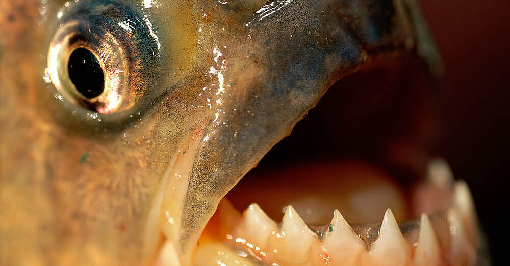 Piranhas im WWFArtenlexikon Zahlen & Fakten