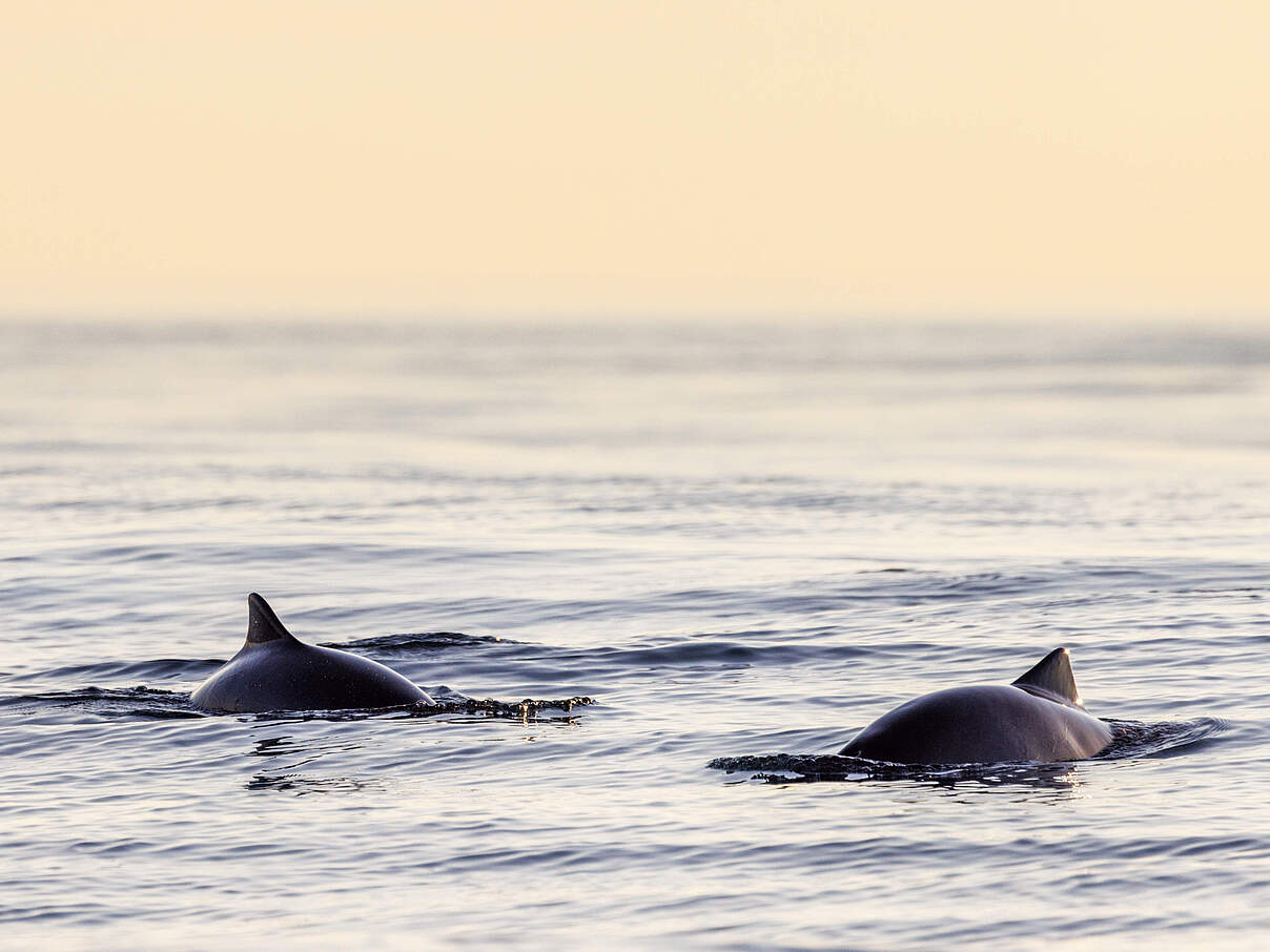Schweinswale im Wasser in Norwegen 