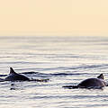 Schweinswale im Wasser in Norwegen 