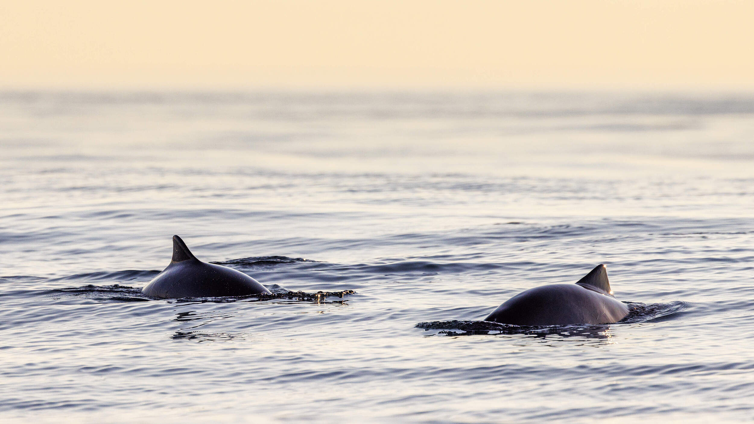 Schweinswale im Wasser in Norwegen 
