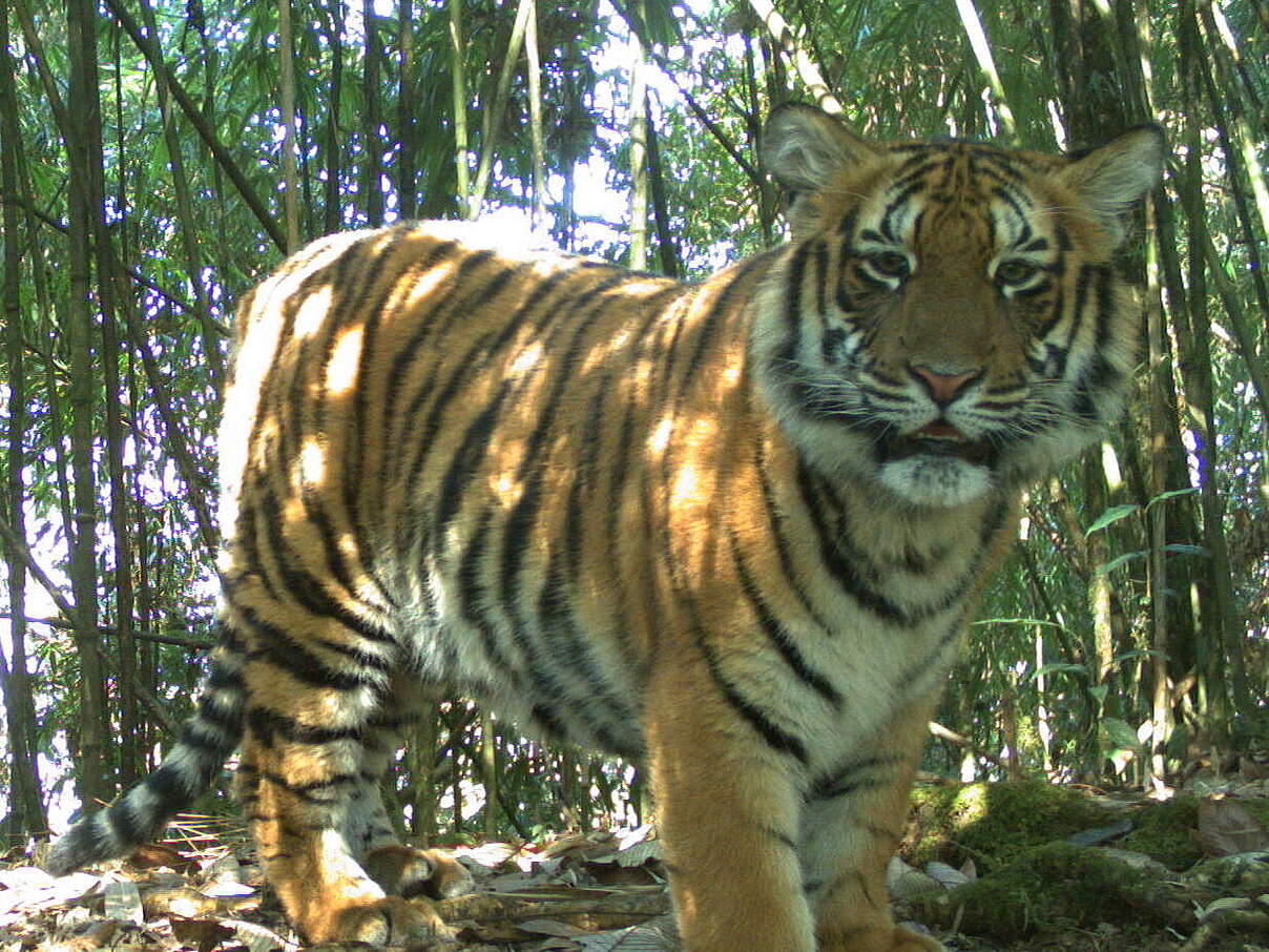 Aufnahme eines Tigers durch eine Kamerafalle, der Tiger scheint direkt in die Kamera zu sehen