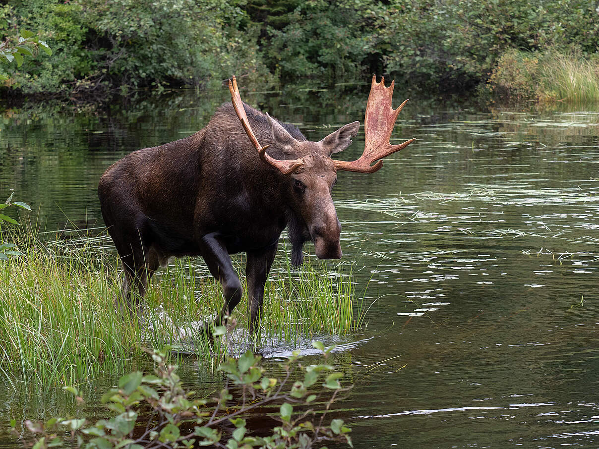 Elch-Bulle am Wasser in Kanada © Sarah Pietrkiewicz
