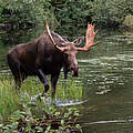 Elch-Bulle am Wasser in Kanada © Sarah Pietrkiewicz