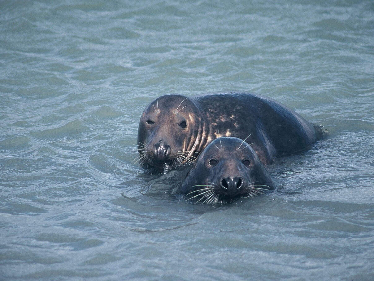 Kegelrobben [Halichoerus grypus] im Wasser