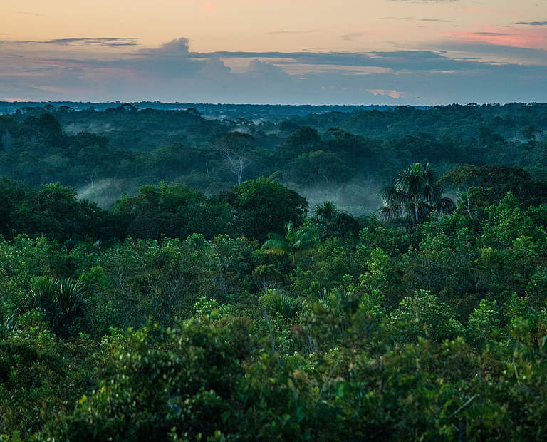 Regenwald am Amazonas © Luis Barreto / WWF-UK