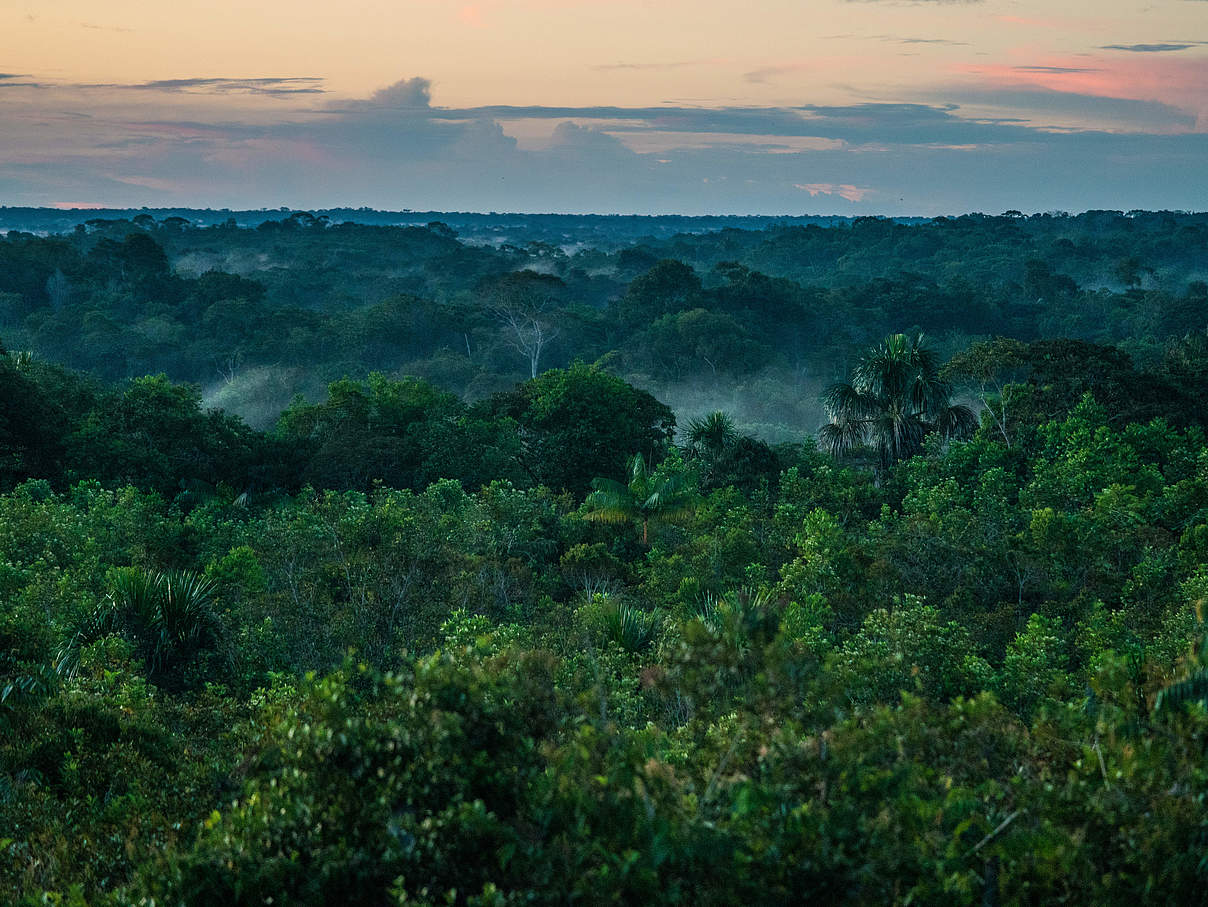 Regenwald am Amazonas © Luis Barreto / WWF-UK