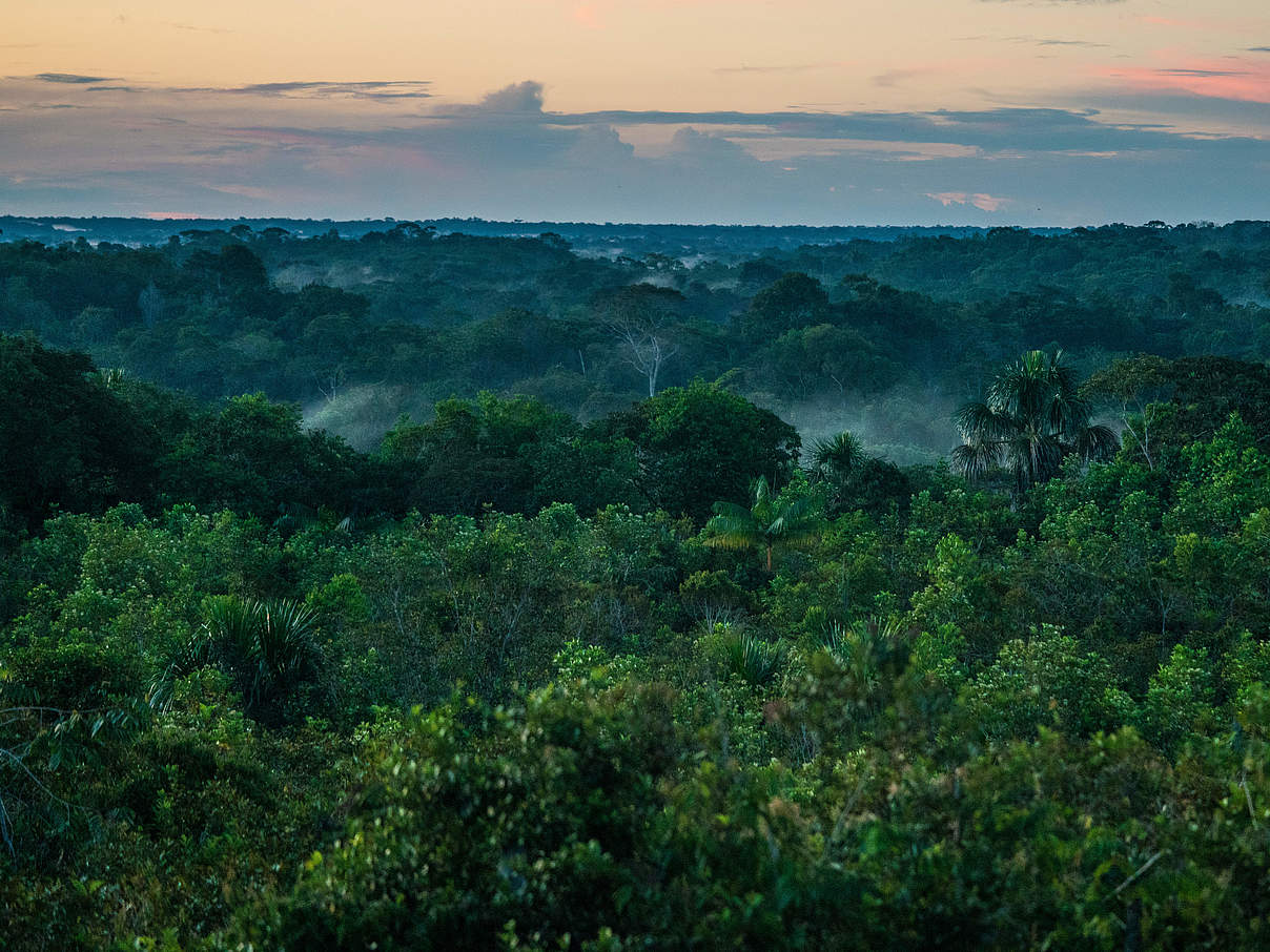 Regenwald am Amazonas © Luis Barreto / WWF-UK