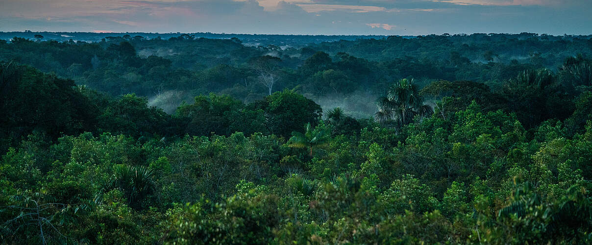 Regenwald am Amazonas © Luis Barreto / WWF-UK
