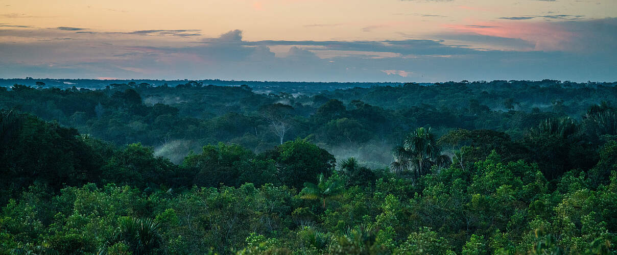 Regenwald am Amazonas © Luis Barreto / WWF-UK