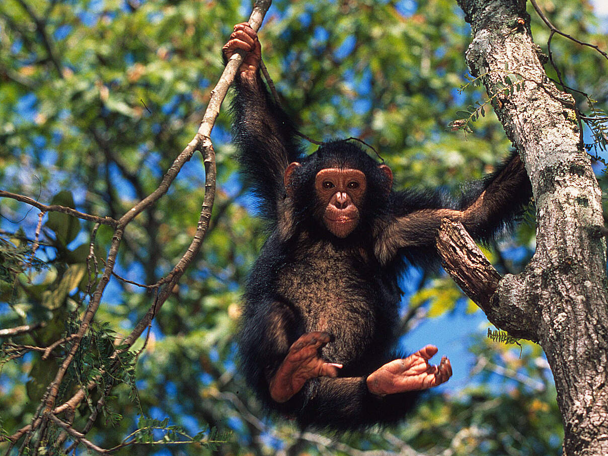 Schimpanse hält sich an Ästen fest