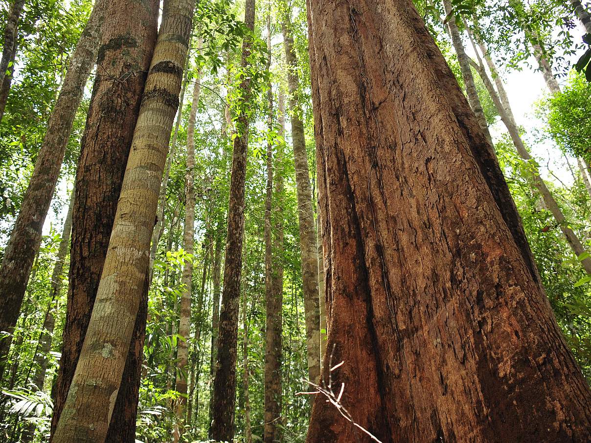 Naturaufnahmen im Wald von Rimbang Baling, Indonesien © WWF Indonesien