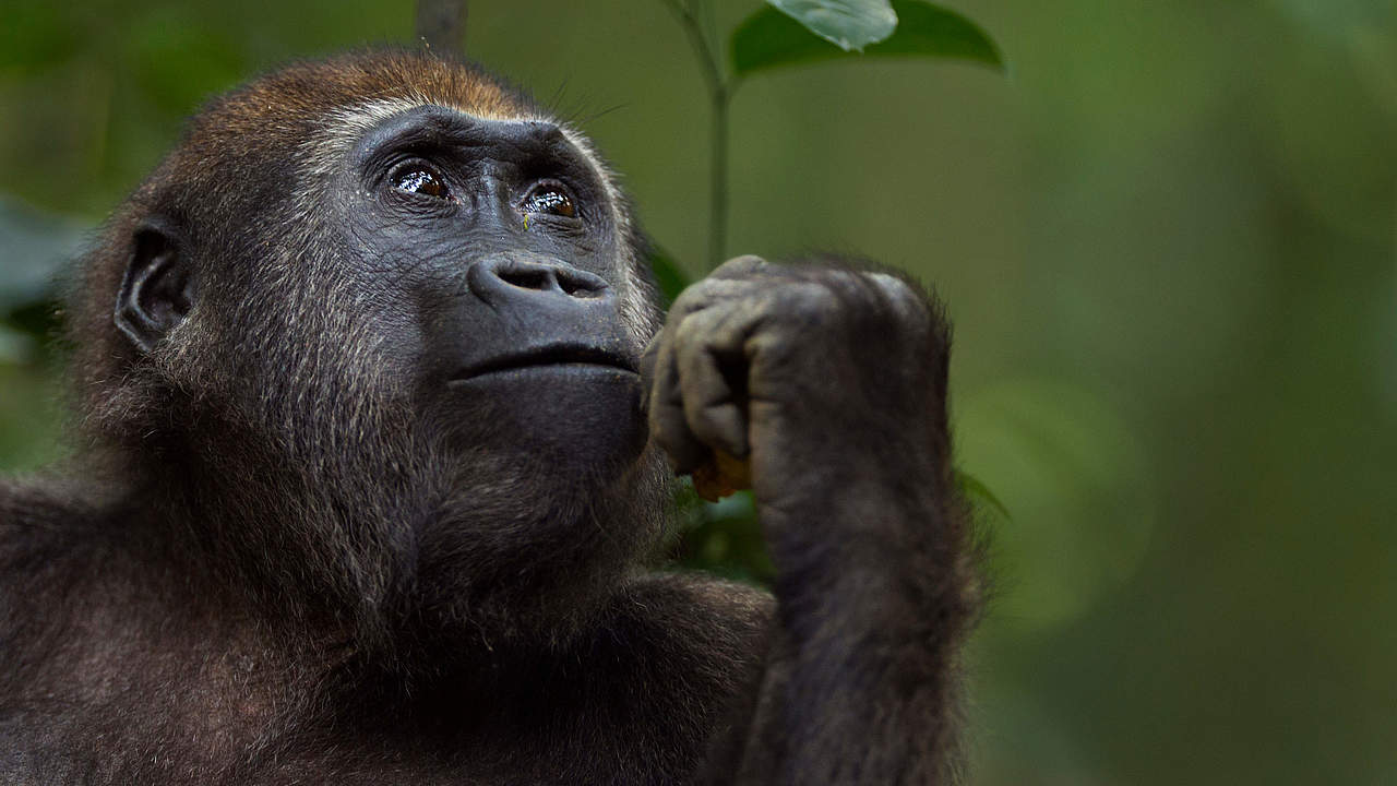 Westlicher Flachlandgorilla © naturepl.com / Anup Shah / WWF