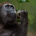 Westlicher Flachlandgorilla © naturepl.com / Anup Shah / WWF