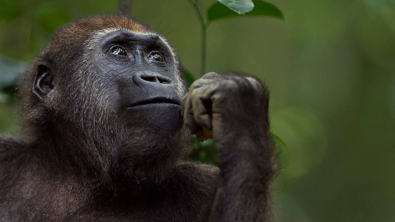 Westlicher Flachlandgorilla © naturepl.com / Anup Shah / WWF