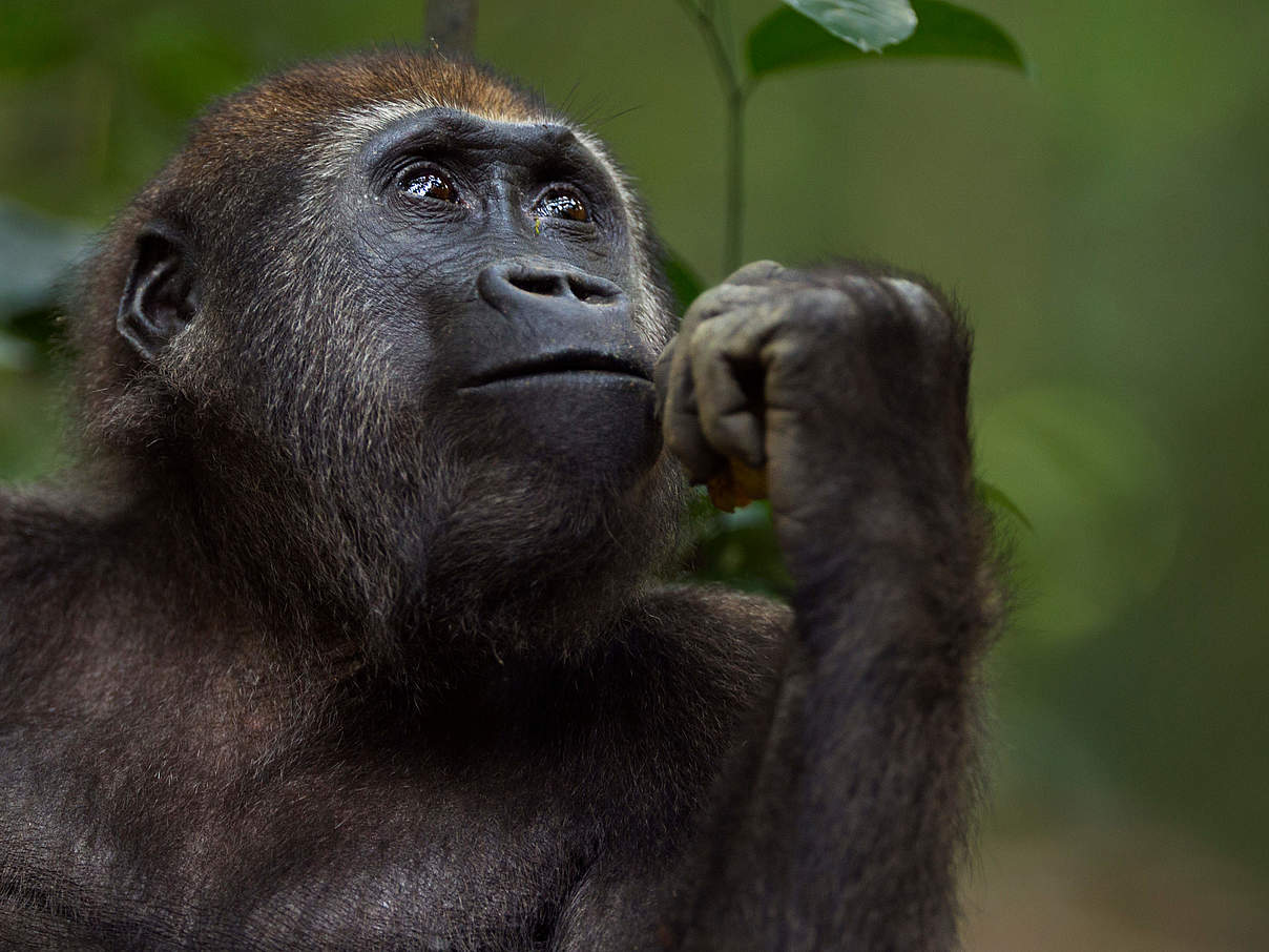 Westlicher Flachlandgorilla © naturepl.com / Anup Shah / WWF