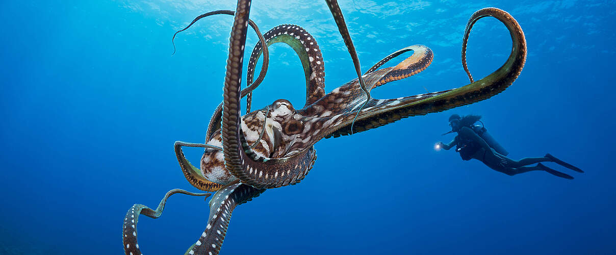 Ein großer blauer Krake vor der hawaiianischen Küste © David Fleetham / Nature Picture Library / WWF