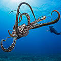 Ein großer blauer Krake vor der hawaiianischen Küste © David Fleetham / Nature Picture Library / WWF