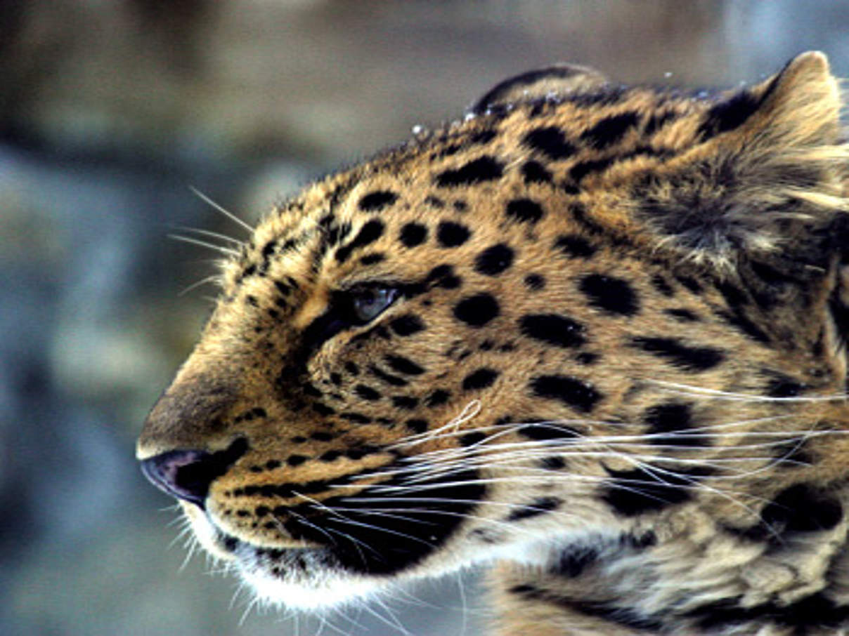 Amur-Leopard © Vasiliy Solkin / WWF Russia