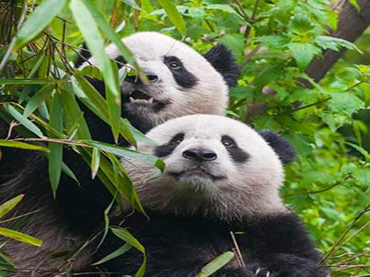 Pandas @ iStock / Getty Images