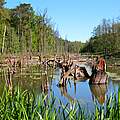 Hochwasser im Auwald © Peter Ibe