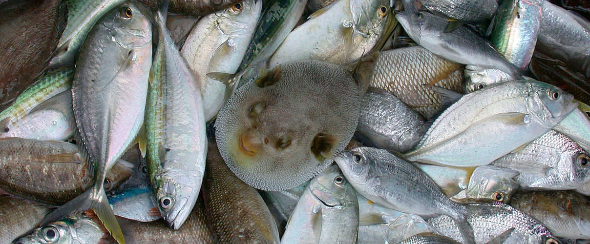 Fischfang © Jason Rubens / WWF