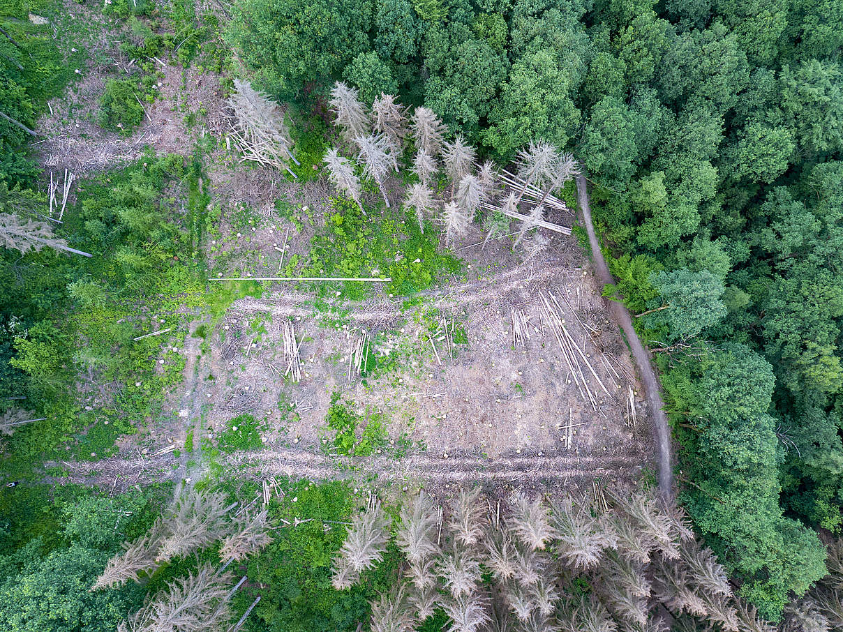 Waldsterben Trockenheit Lichtung Remscheid Nordrhein Westfalen c imago images 0122116221h Kirchner Media Waldsterben in der Trockenheit Auf einer Lichtung in einem Wald sieht viele abgestorbene Bäume zu sehen. Remscheid Nordr