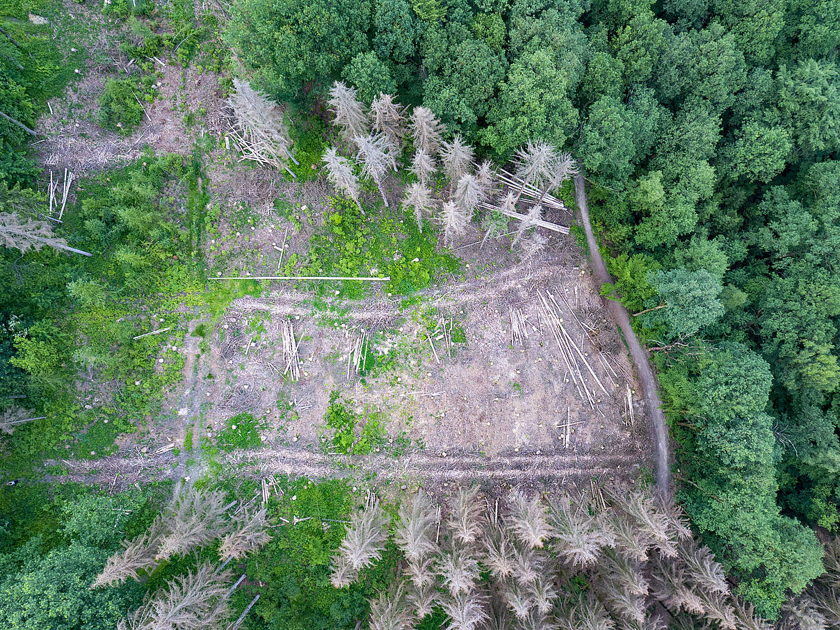 Waldsterben in der Trockenheit Auf einer Lichtung in einem Wald sieht viele abgestorbene Bäume zu sehen. Remscheid Nordr