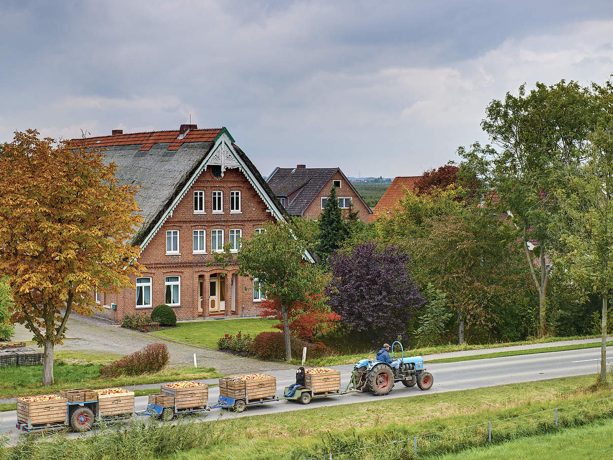 Apfel Ernte im Alten Land © Sabine Vielmo