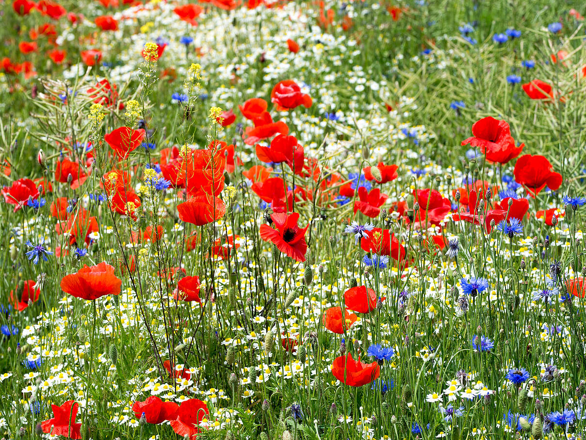Bunte Wildblumenwiese