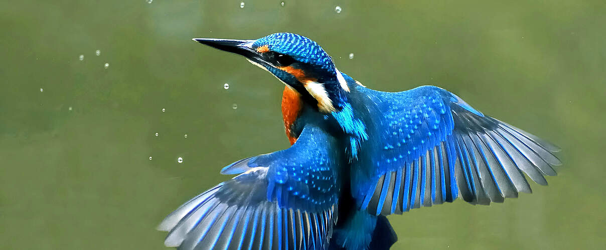 Eisvogel im Schwebflug © Joefrei / CC BY SA 3.0