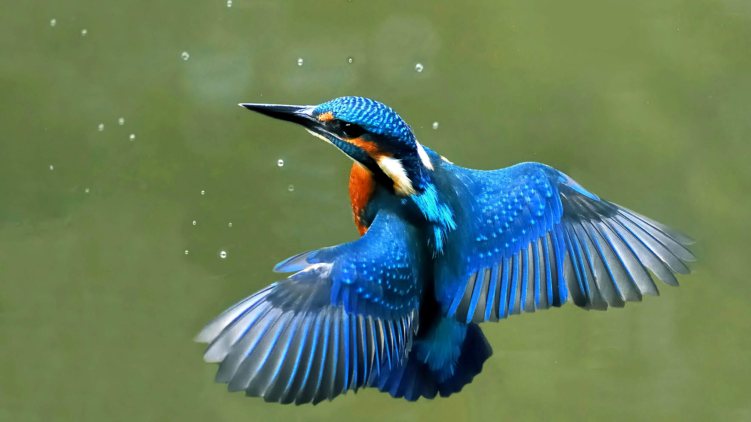 Eisvogel im Schwebflug © Joefrei / CC BY SA 3.0