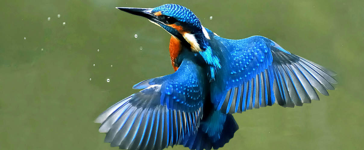 Eisvogel im Schwebflug © Joefrei / CC BY SA 3.0