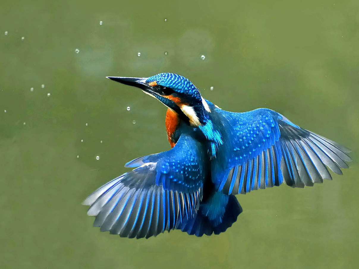 Eisvogel im Schwebflug © Joefrei / CC BY SA 3.0