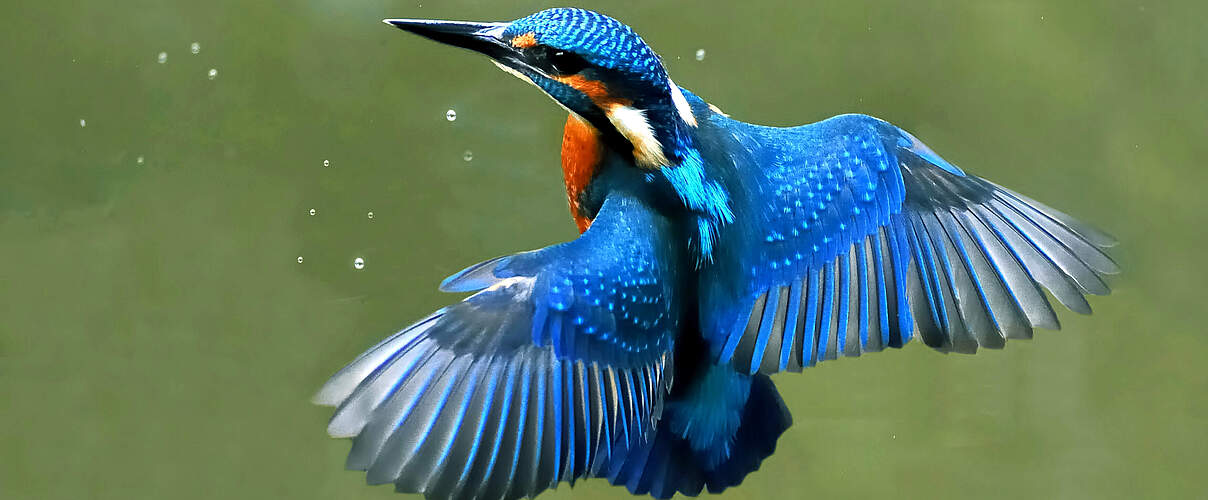 Eisvogel im Schwebflug © Joefrei / CC BY SA 3.0