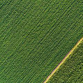 Feldpflanzen (Drohnenaufnahmen) © Jevtic / iStock / Getty Images Plus