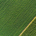 Feldpflanzen (Drohnenaufnahmen) © Jevtic / iStock / Getty Images Plus
