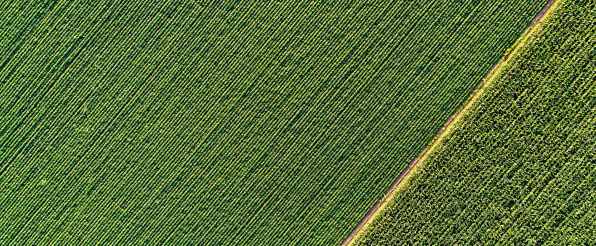 Feldpflanzen (Drohnenaufnahmen) © Jevtic / iStock / Getty Images Plus